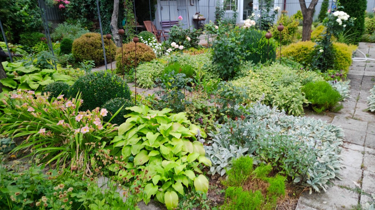Жара и засуха в саду. Что горит, а что выдерживает такие условия, про обрезку и сорняки 18.07.2025г