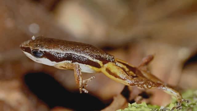 Природа. Звуки болота ночью. 1 час расслабляющего звука лягушек ночью для сна