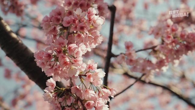Погнали! в Японию. Смертельно вкусно