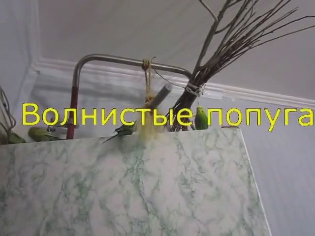 Устали наши птенчики! 😴 Как волнистые попугайчики готовятся ко сну | Забавные моменты