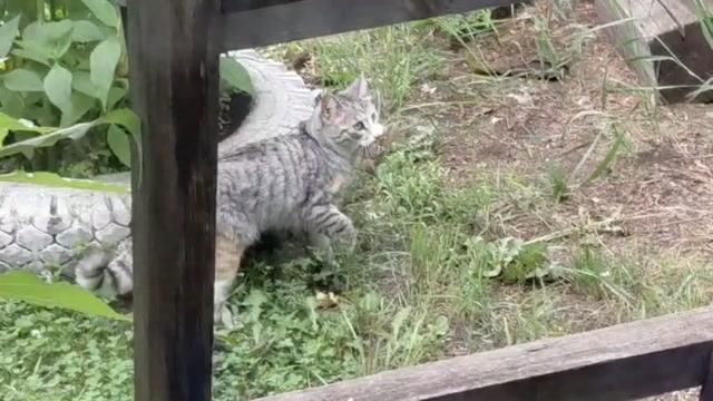 ТРОФЕЙ КОШЕЧКИ АЛИСКИ 1000053031.mp4