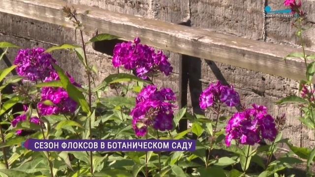 Сезон флоксов в Ботаническом саду БИН РАН
