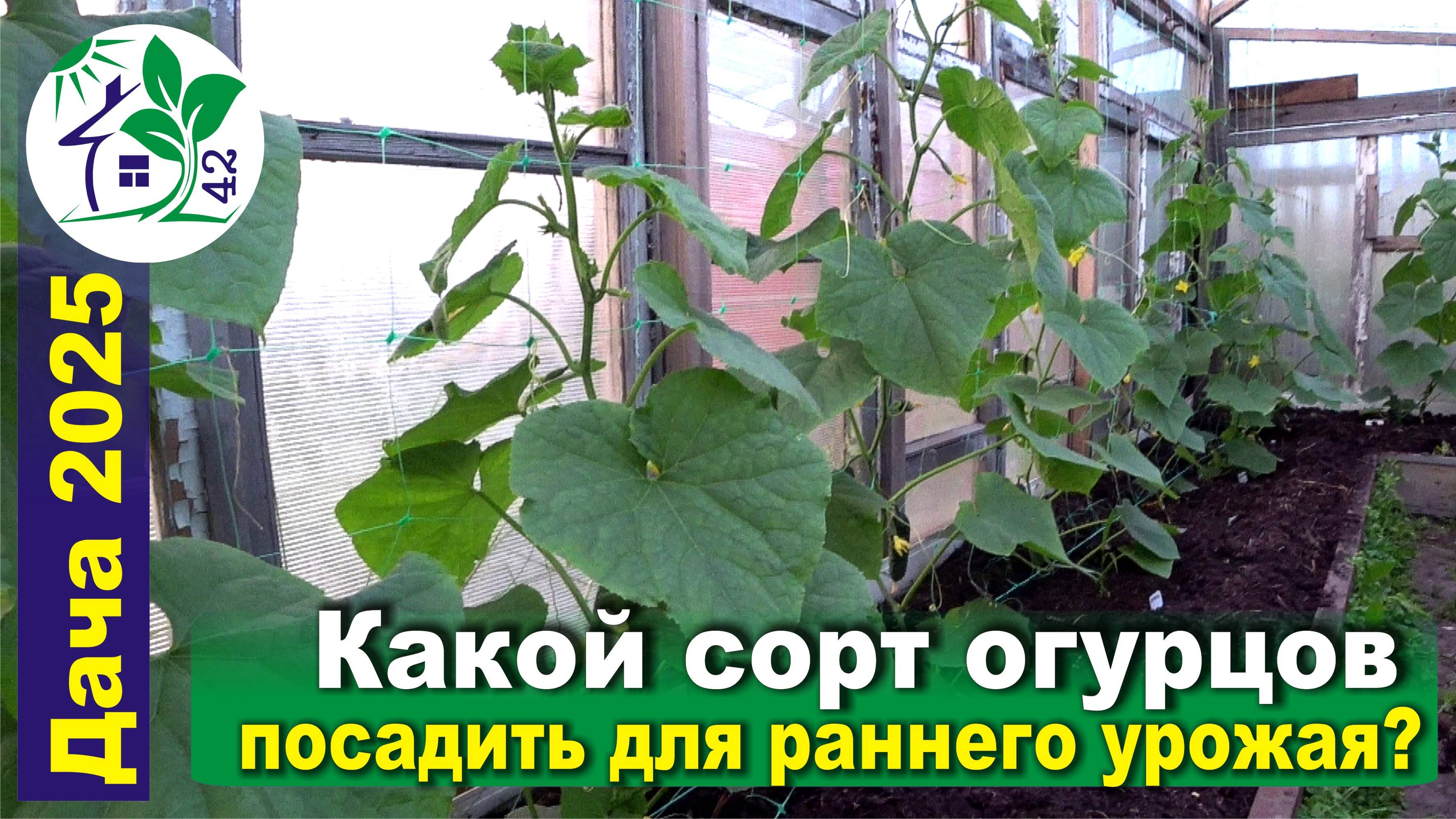 Какой сорт огурцов посадить для раннего урожая? Чем заболели помидоры? Обзор огорода на 20.06.2025