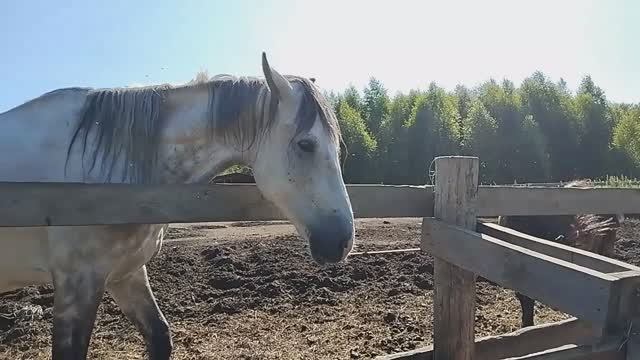 Конно-туристическая база отдыха "Новая Ельня"