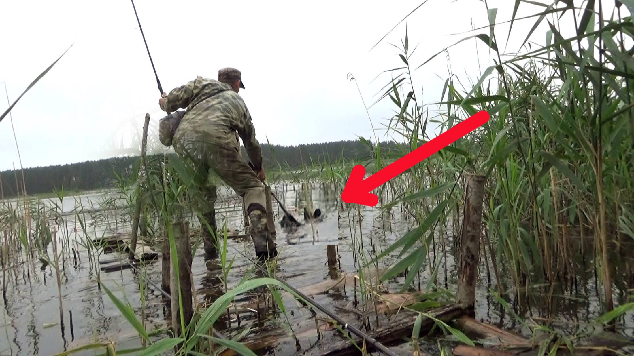 Рыбалка 22 июля в тростнике на линя на поплавок - получаю мастера ПНЛКЛНЛО25!