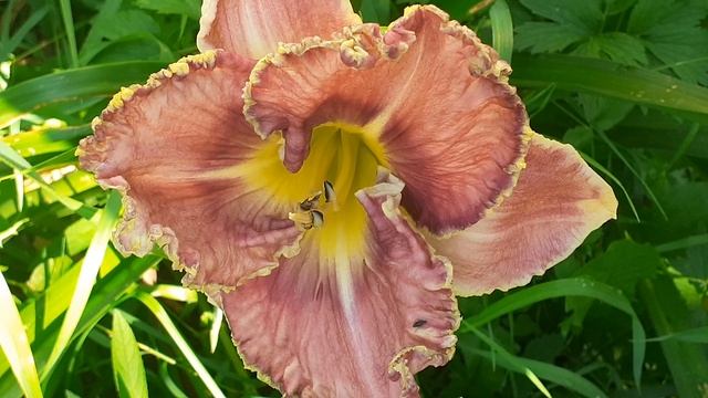 лилейник сеянец №35 (Vlasova' 2025)