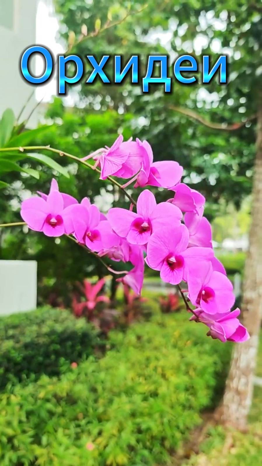Орхидеи красиво на деревьях