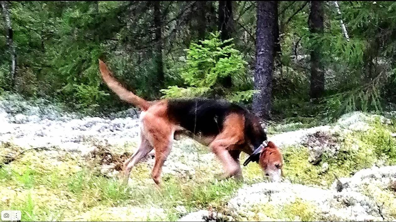 ГОНЯЛИ ЗАЙЦА В ДОЖДЬ . РГ ч. Говоруша и ч.п/ч. Сигнал (Плакуня) вл. Шатров В.А.#собака#топ#hunting