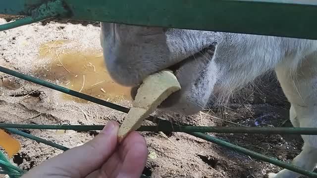 Зоопарк "Клуб пушистых друзей" в Ижевске