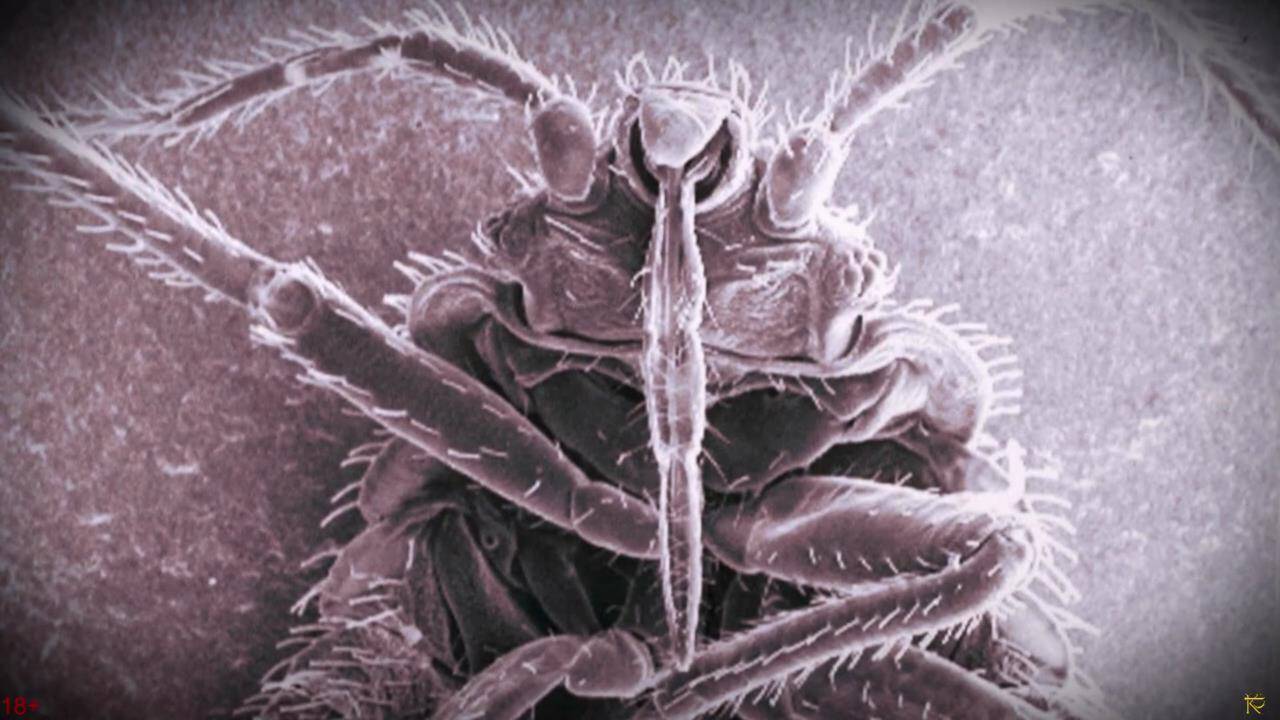 Возвращение клопов Они никуда не денутся