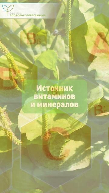 Растение силы у тропинки: секреты подорожника