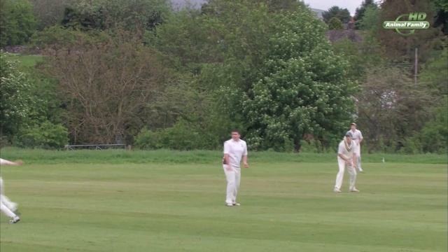 Городские Ара