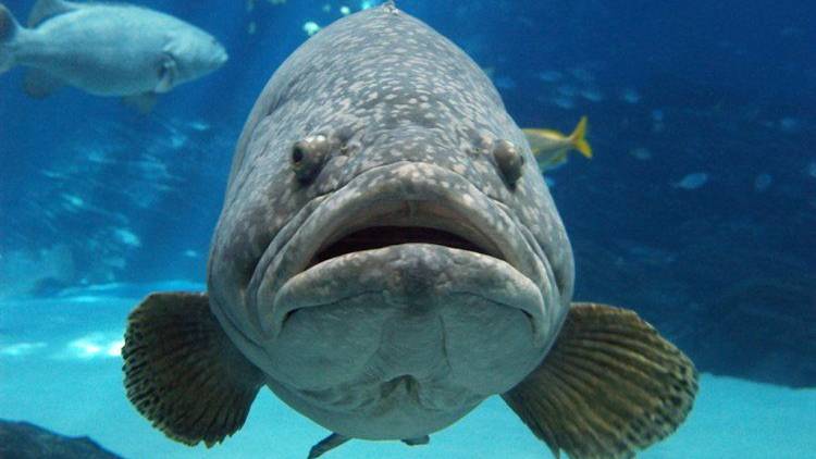 Секретная приманка для ловли  огромной рыбы .