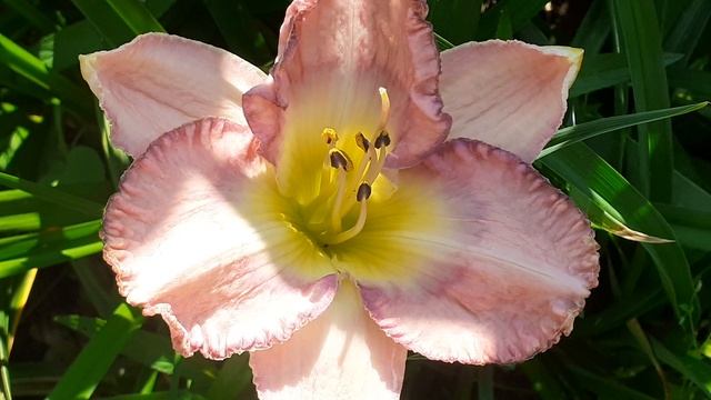 лилейник сеянец №387 (Vlasova' 2025)