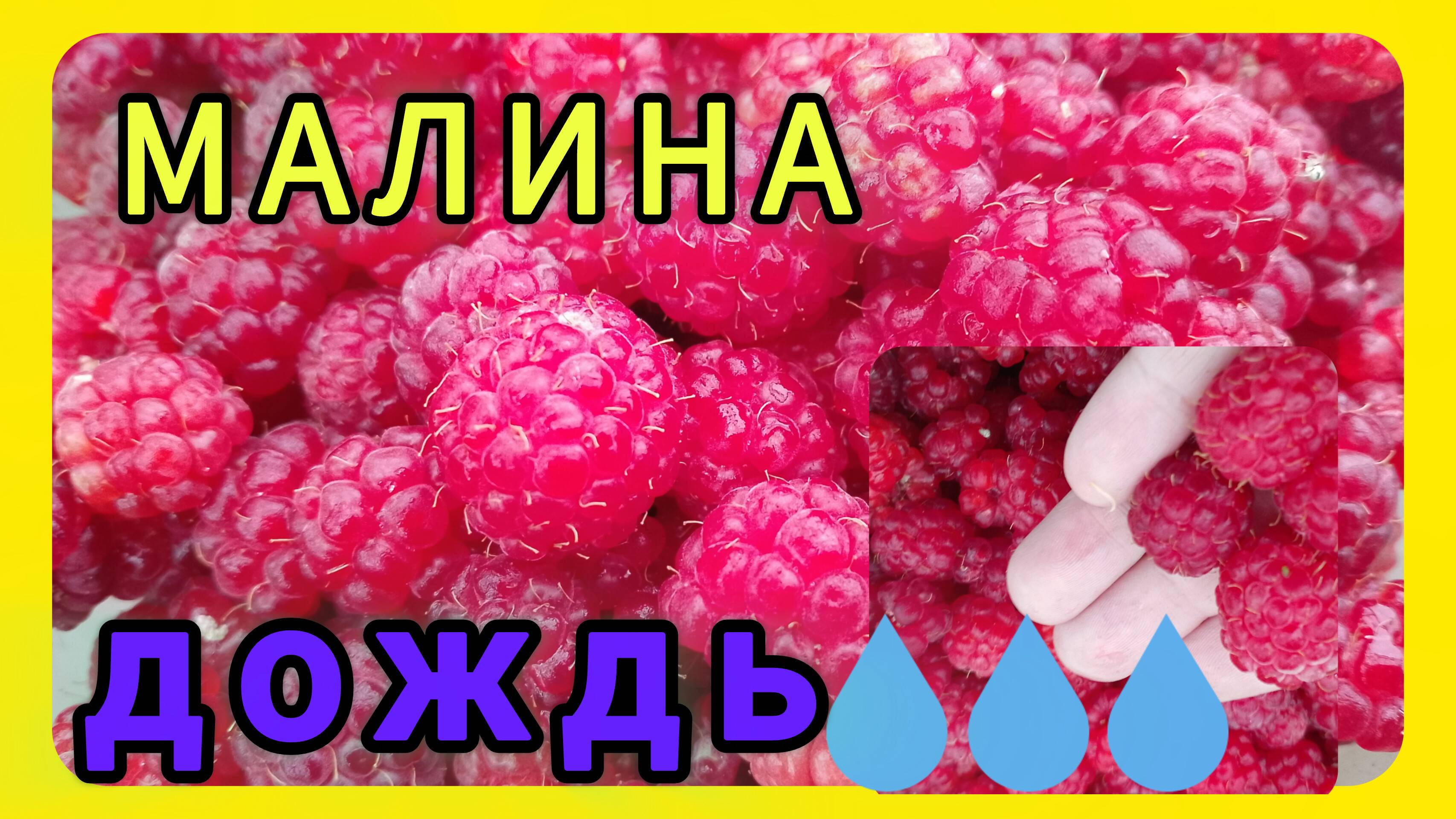 Дождь, а я малину собираю! 😅