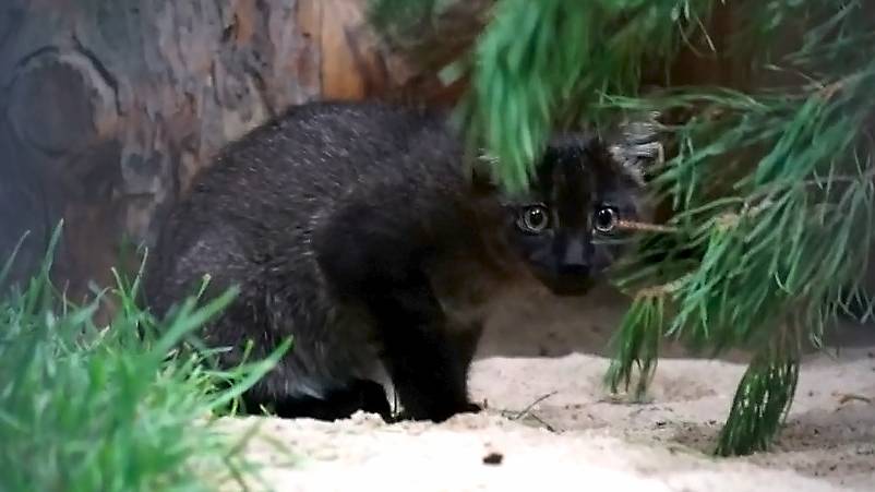 У двух рыжих камышовых кошек родились черные котята.