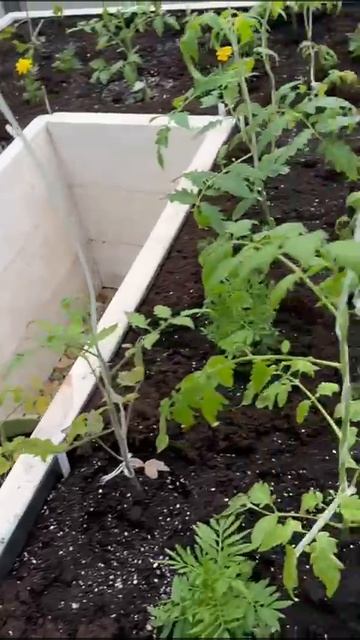 ЛЕГЕНДА В ГРАФИТЕ