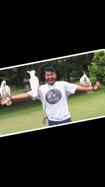 Какаду в городе