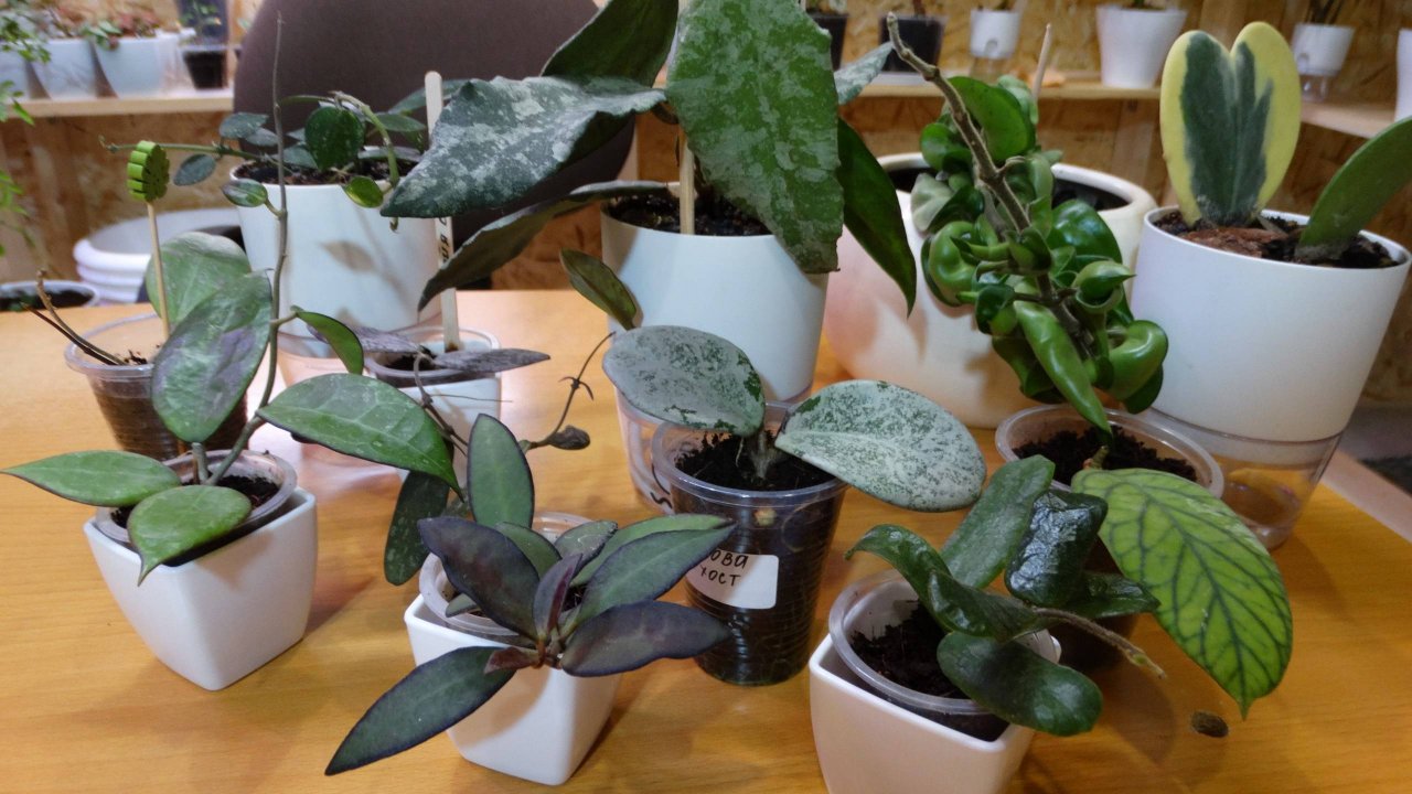 Моя коллекция хой