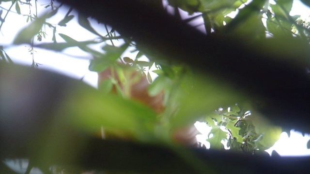 Прополка огорода - фрагмент