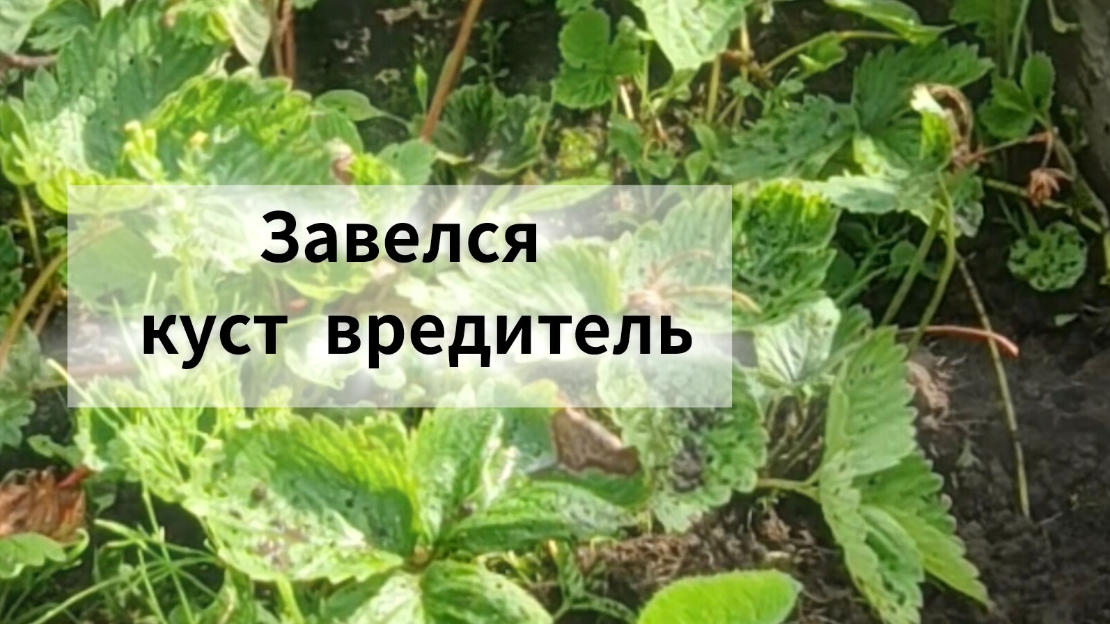 Завелся куст- вредитель в клубнике