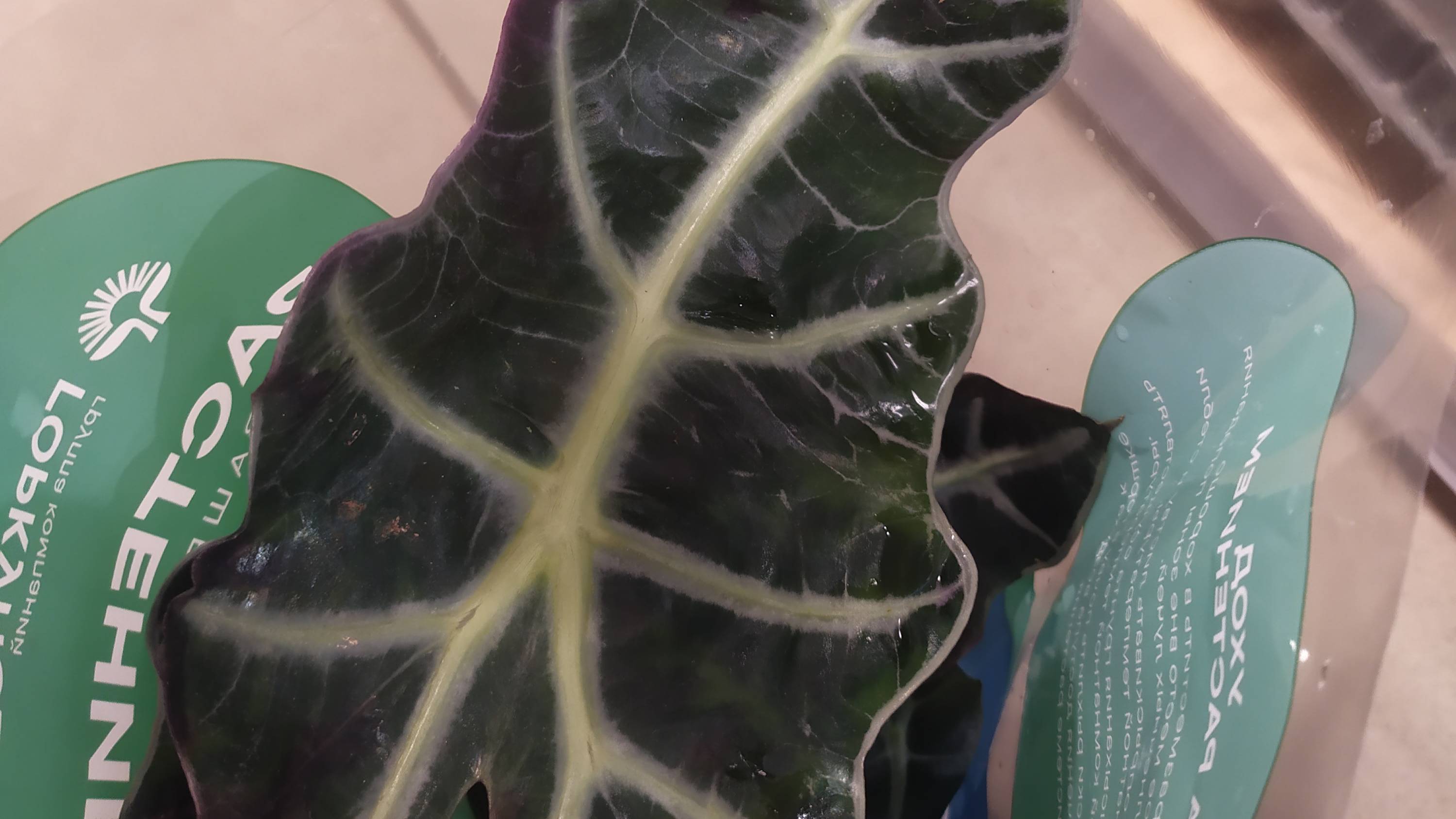 Спасаю алоказию полли