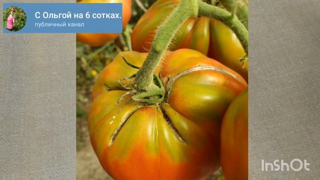 Почему томаты неравномерно окрашены? Жёлтое пятно у плодоножки.