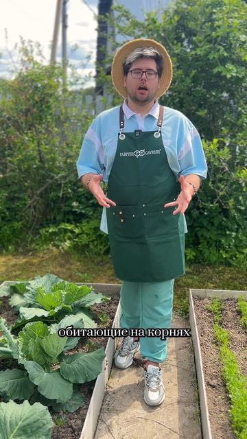 БАРХАТЦЫ - ХАМЕЛЕОНЫ