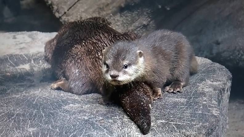 В большом семействе маленьких выдр мама не оставляет малыша ни на минутку.