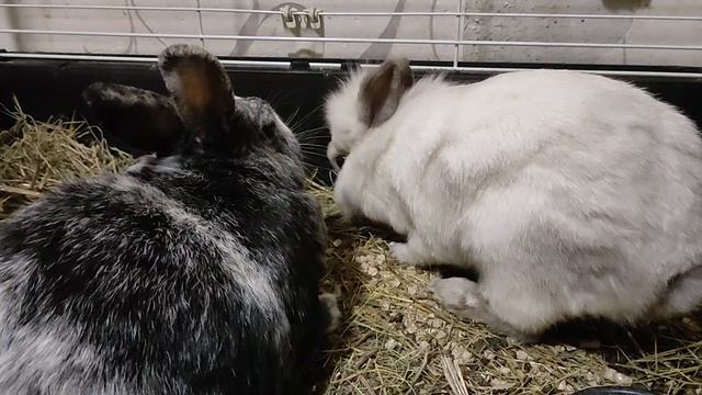 Кролики🐰🐇 в квартире утром