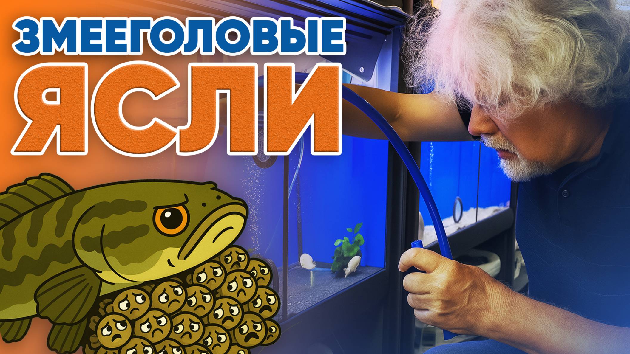 Аквариумные истории из ЭКЗОМЕНЮ с В. Ковалёвым (25.07.2025). Змееголовые ясли.