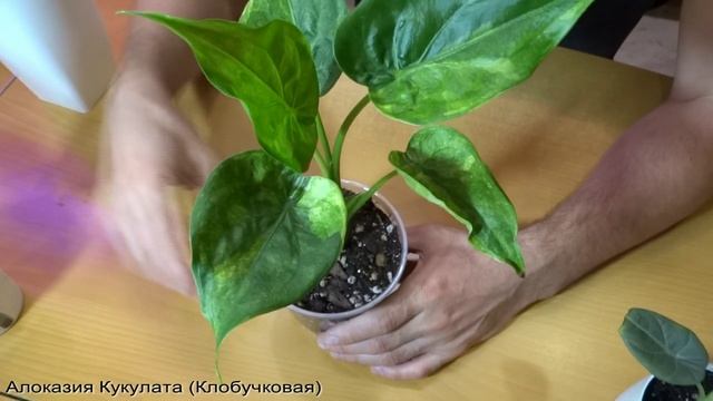 10 новых растений в моей коллекции