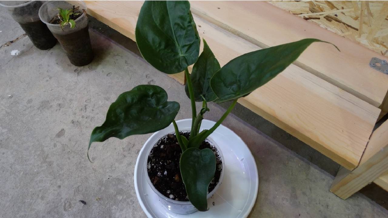 Алоказия клобучковая кукулата: пересадка и поиск клубней