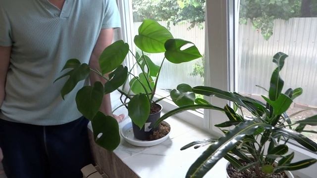 Как избавиться от щитовки на монстере