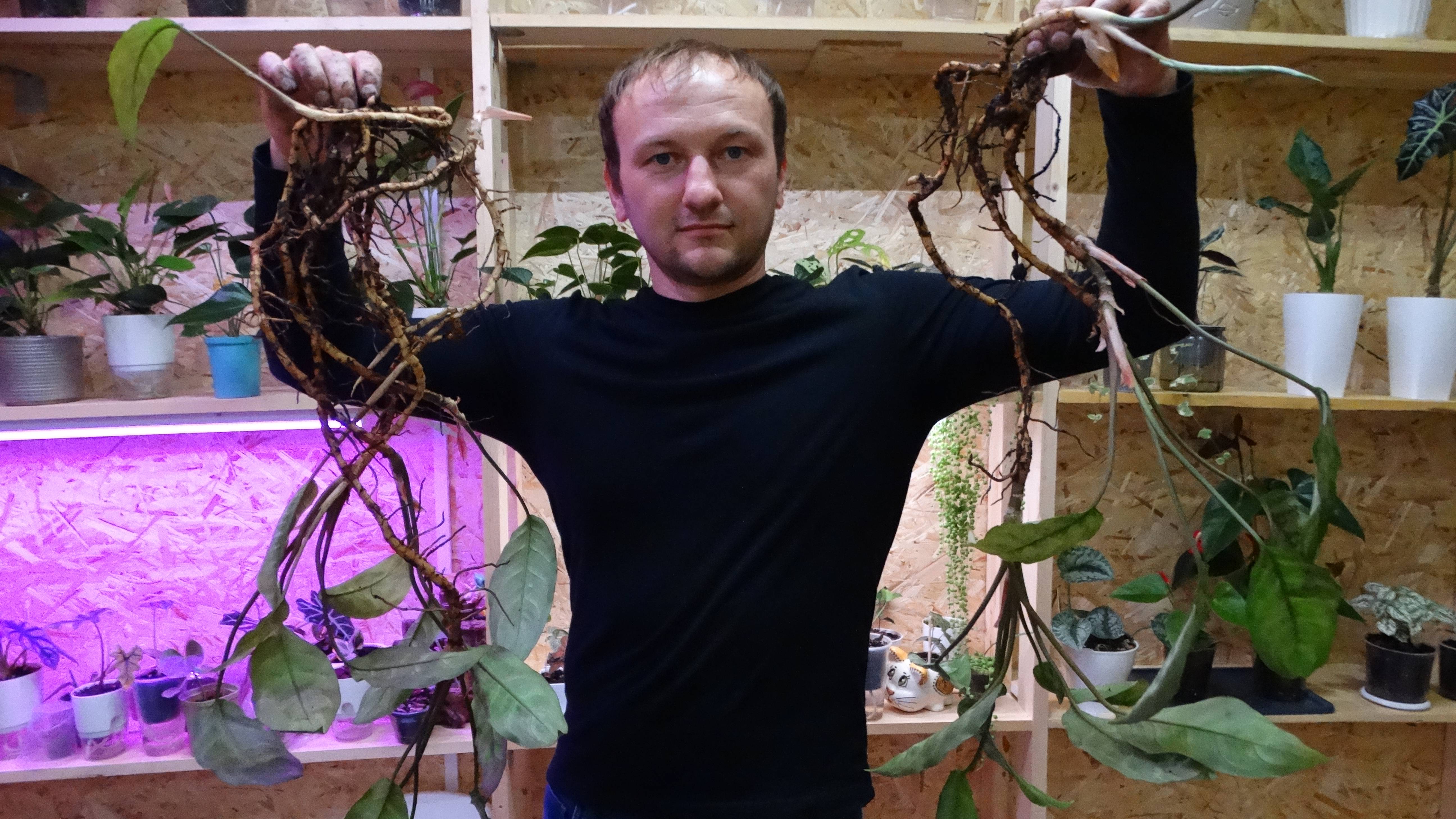 Аглаонема Мария: пересадка в новый грунт и деление цветка