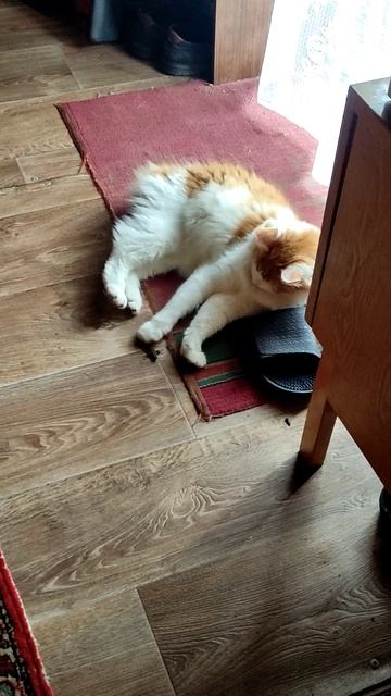 Кот и Ящерица