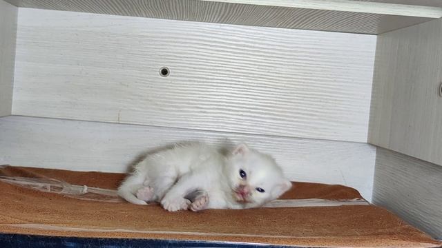 Новорожденный котёнок. Двадцать дней. Котёнок и его мама-кошка.