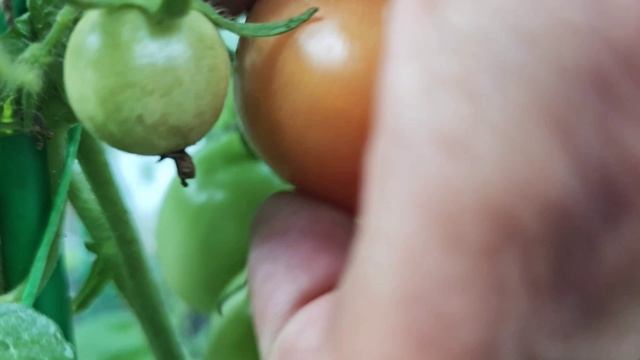 Два помидора килограмм. Собственный урожай.