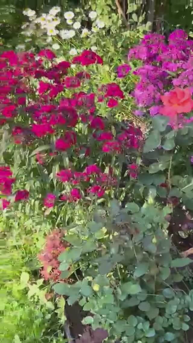 Обзор сада в конце июля в Ленинградской области: борьба с дождливым летом для сливы и алычи