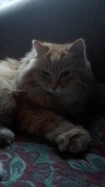 Рыжик в Гагарском