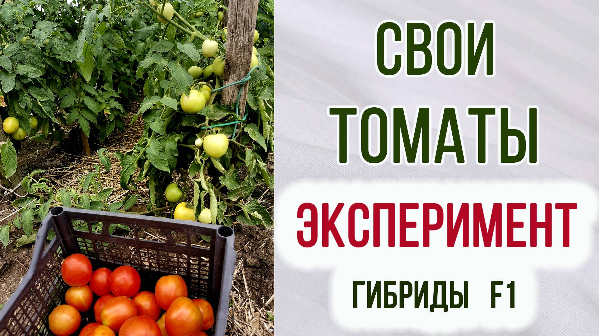 Свой сорт томатов. Эксперимент. Что получилось. Урожайность. Гибриды первого поколения.