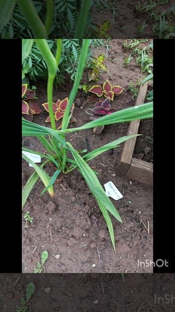 Купленный за копейки экзотический цветок  тигридия
