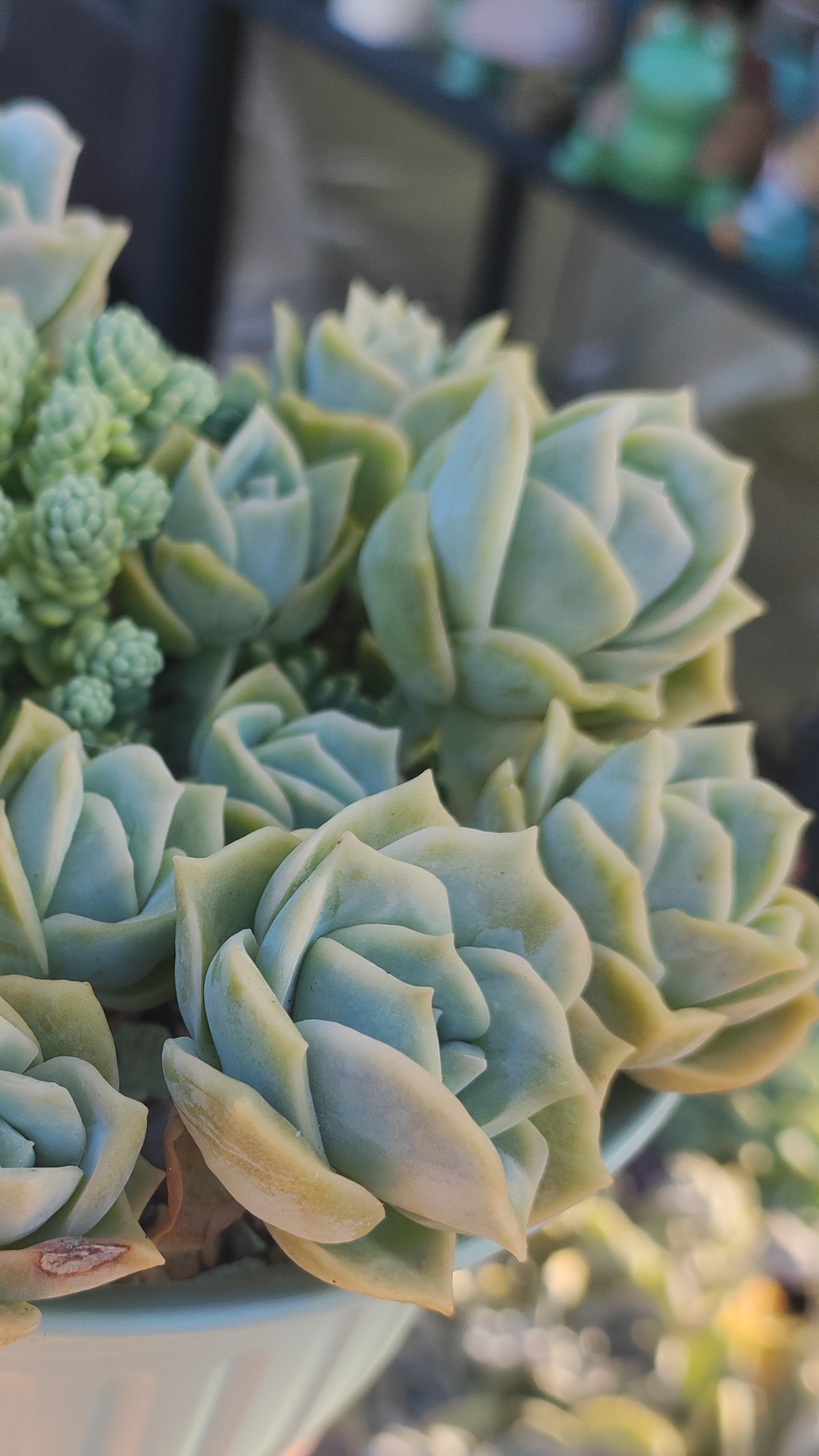 Было/стало Граптоверия Лавли Роуз, изменения за год