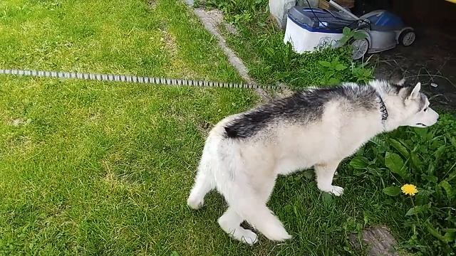 Питомник хаски в Первомайском