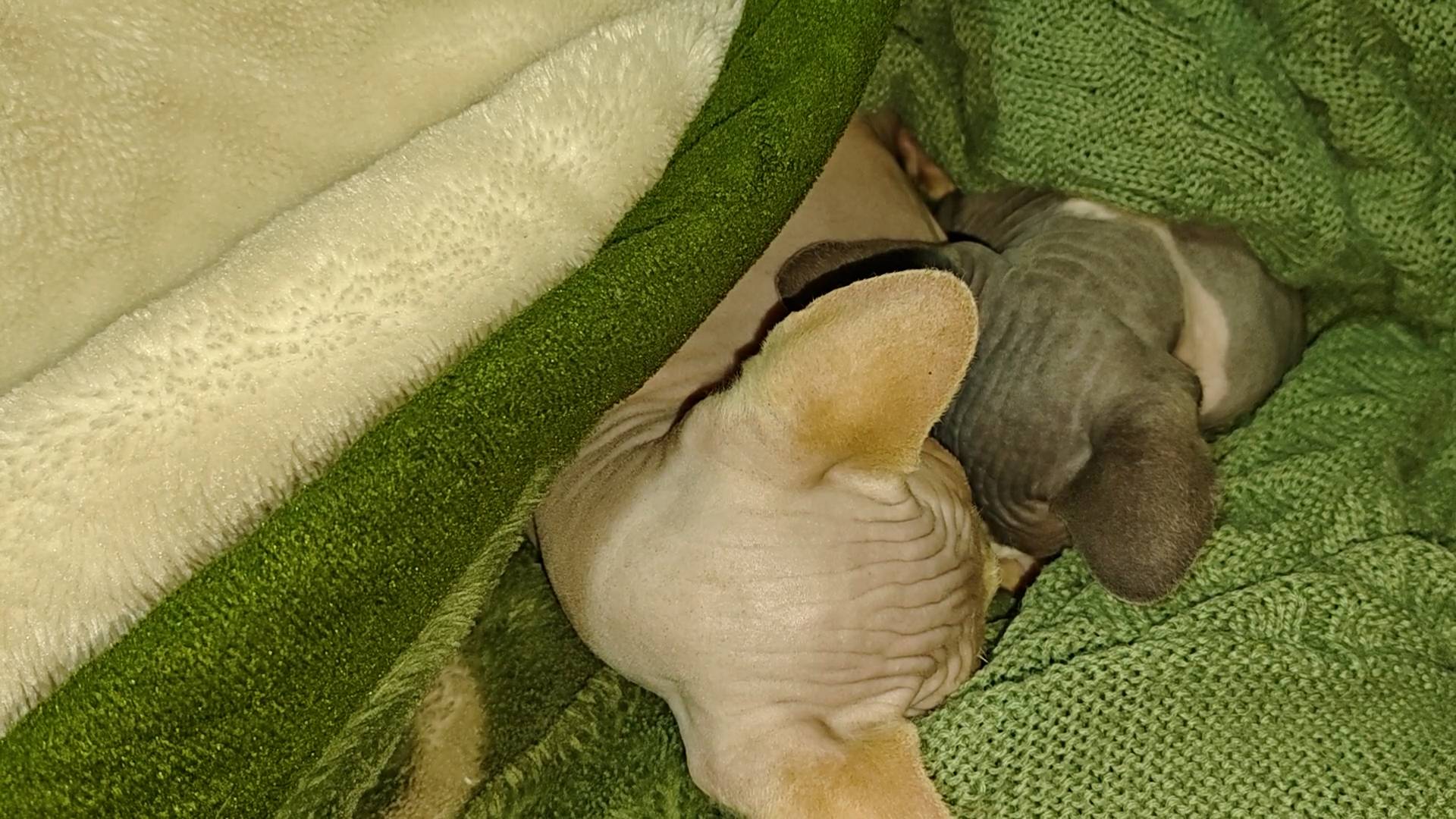 ЖДЕМ ВЕТЕРИНАРА ДЛЯ КОТОВ!