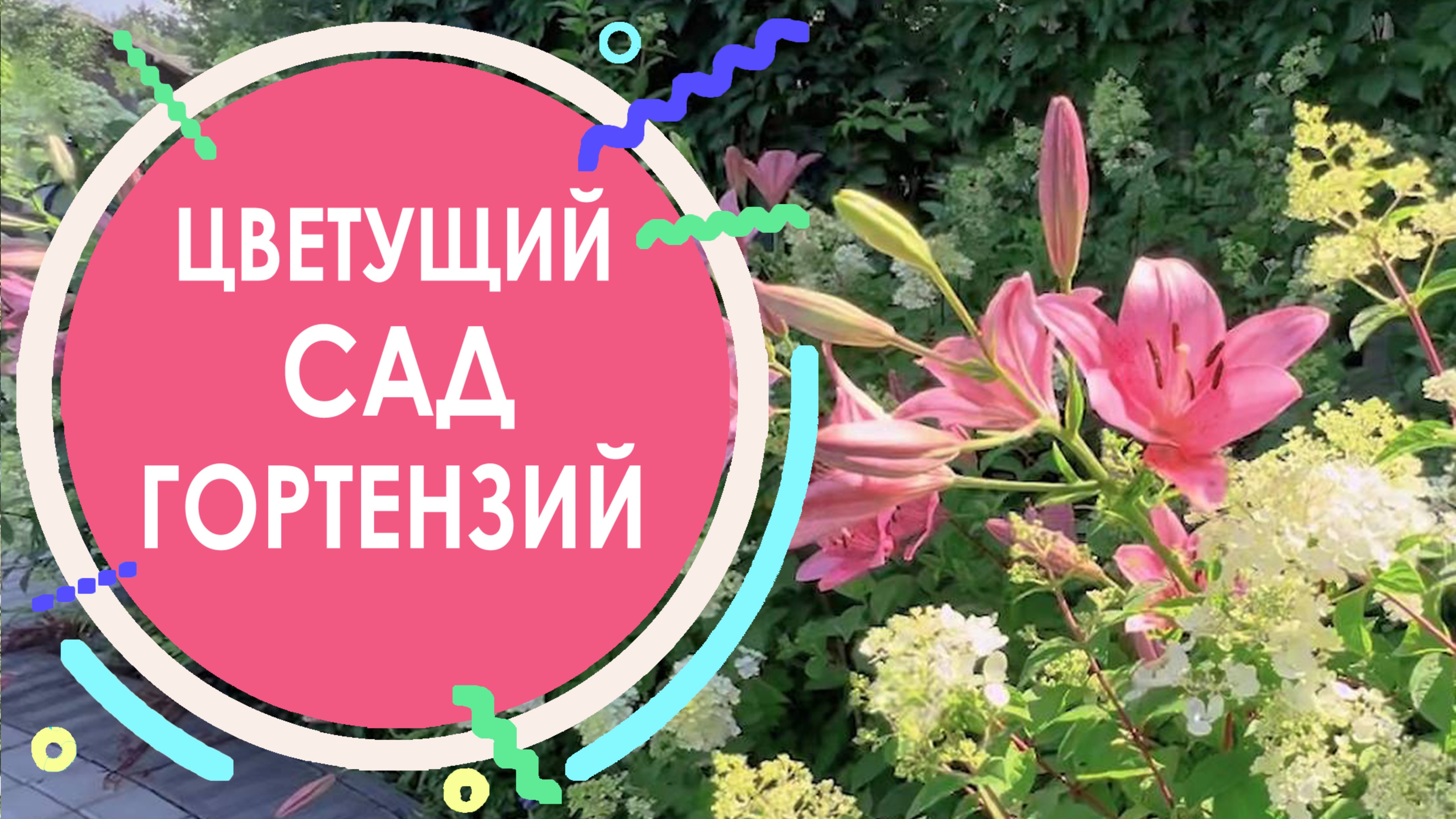 Цветущий сад гортензий