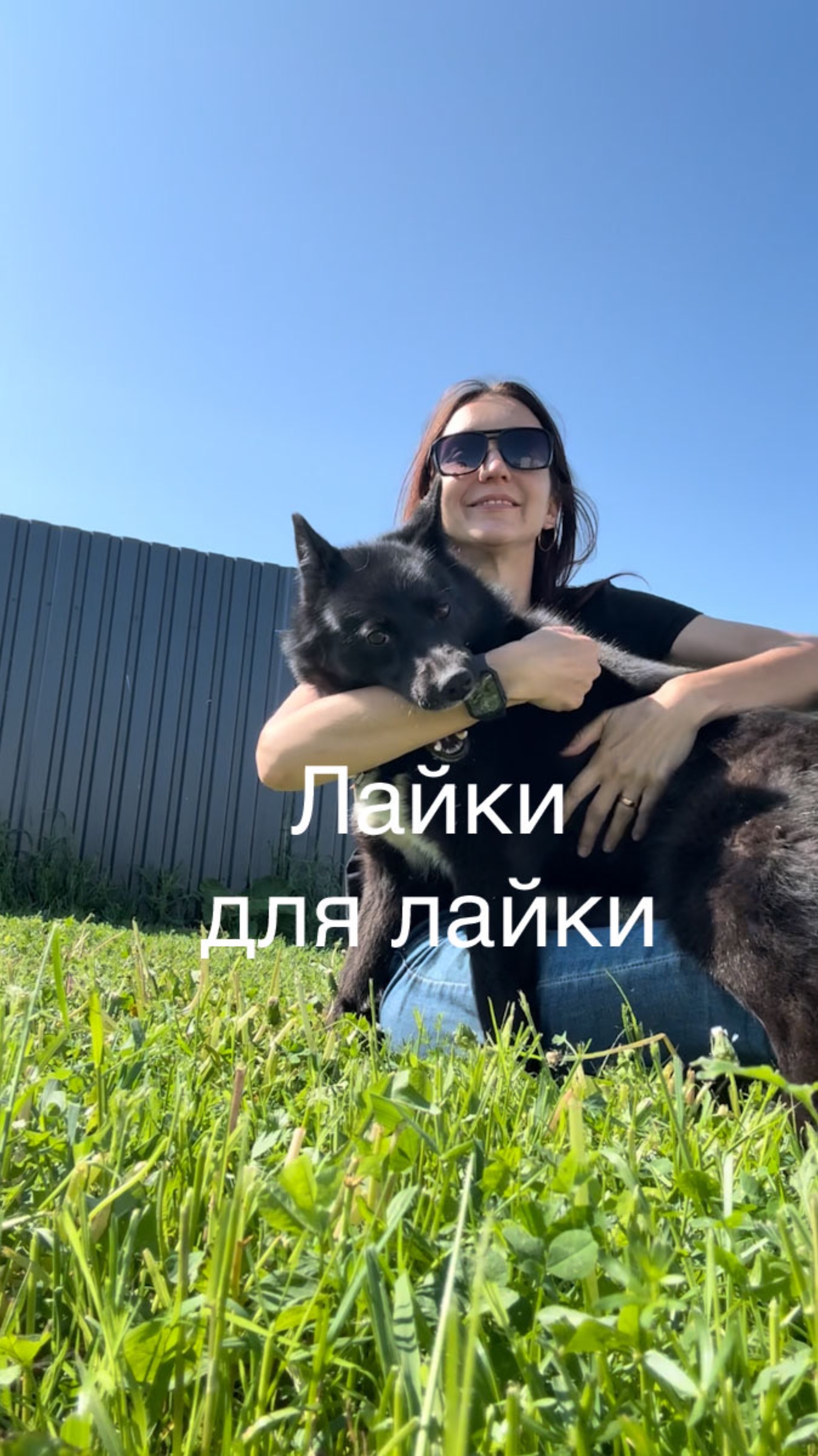 Интересные факты о нашей лайке