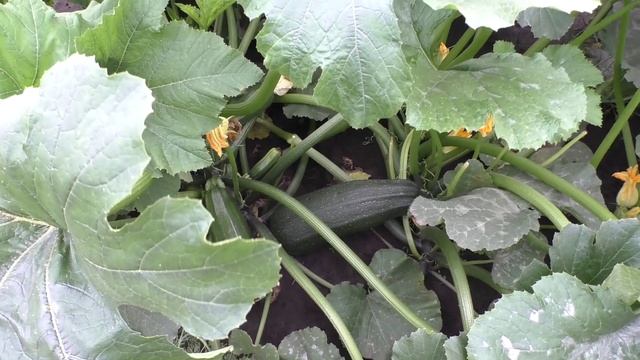 Первые кабачки и патиссоны