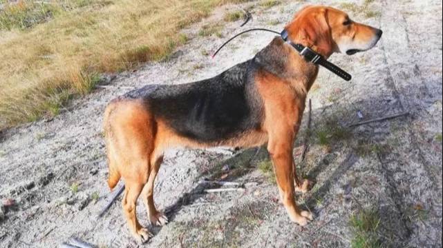 Русская гончая Свирель вл. Шатров В. А.#охотасгончей#собака #животные #топ #huntingjajan