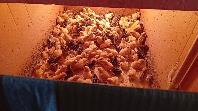 Две партии перепелят дома.